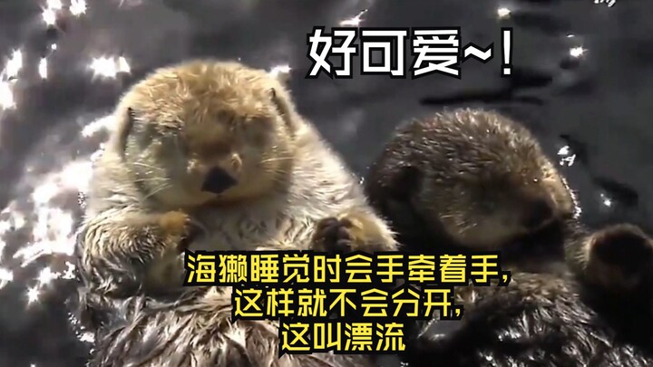 So cute! Sea otters hold hands when they sleep so they don't separate, a behavior known as drifting