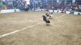 3 Cock Derby NGSC Champion