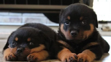 Cutest Rottweiler Puppies Of All Time - การรวบรวมวิดีโอลูกสุนัขตลก NEW HD