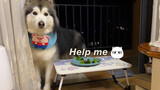 [Động vật]Chú chó Alaskan Malamute nhút nhát