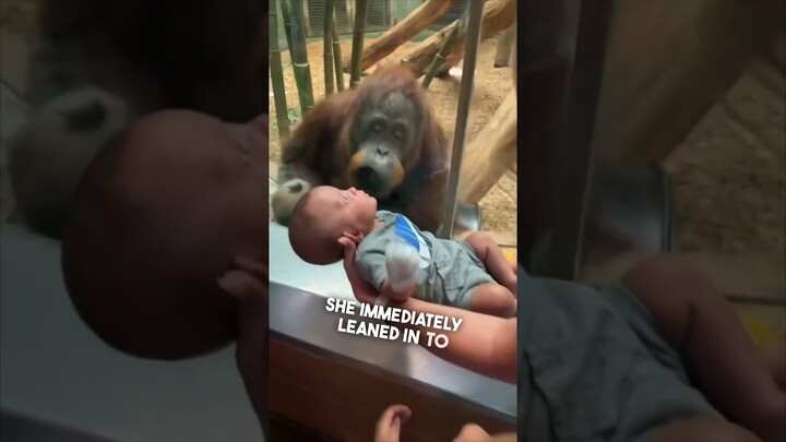 This orangutan wanted to see their baby ❤️