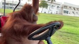 This orangutan really knows how to drive