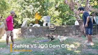 Joe Goode Grey Arayata Dom VS Pure Swhite first spar