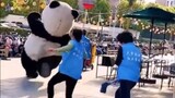 【每日一笑】哈哈哈我要笑死了，好可爱的大熊猫！！！