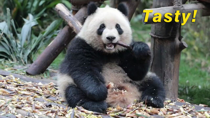 Giant Panda|Giant Panda Eats Bamboo Shoot