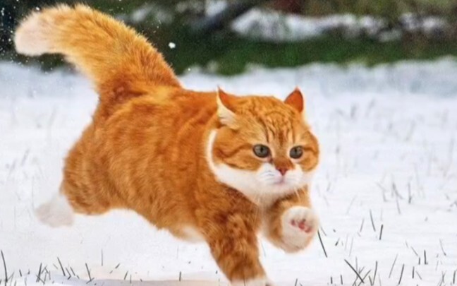 The big orange cat from Northeast China is here!