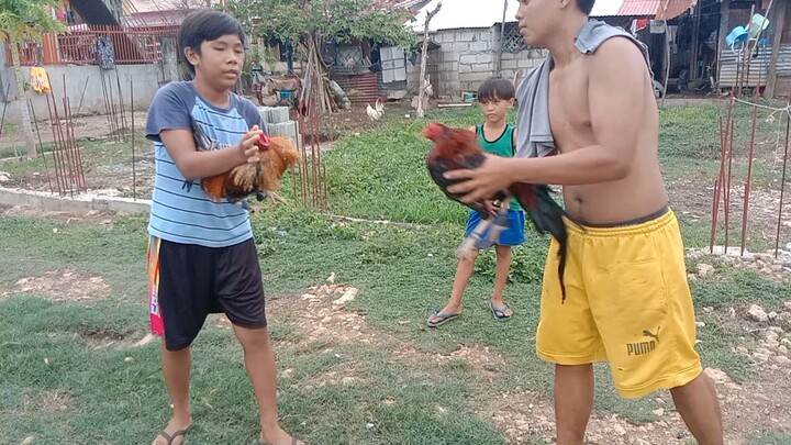 1x winner pulang latom Broodcock vs Balaw Spar