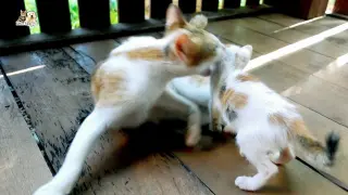 Mother cat attacks stray kitten don't allow it come closer