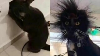 Benaran! Keingintahuan membunuh kucing itu, untungnya memiliki 9 nyawa