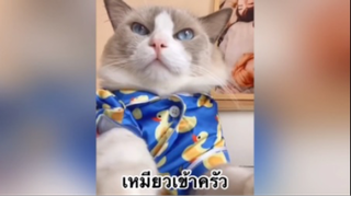 เพื่อนตัวน้อย สัตว์เลี้ยงแสนซน : เหมียวเข้าครัว