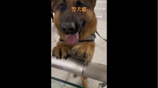 当警犬想和你打招呼！