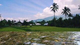 Suara Aliran Air Dengan Pemandangan Sawah Bikin Fresh