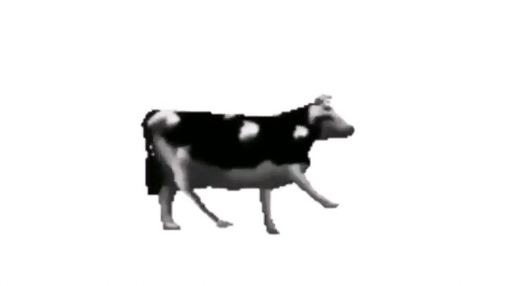 Polish Cow