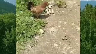 Ayam jago yang sebenarnya