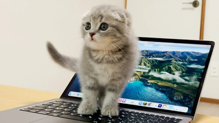 Lulu a kitten who is curious about computers