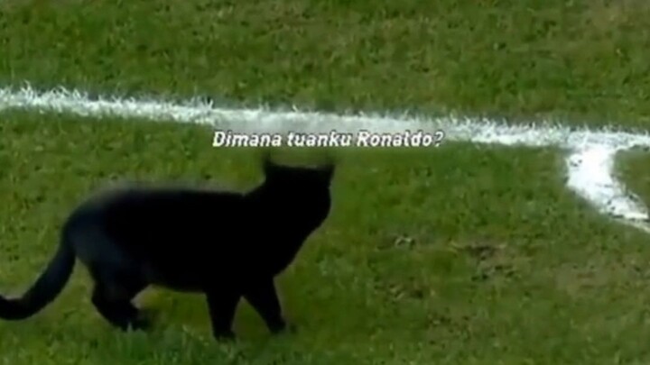 kucing yg mencetak gol