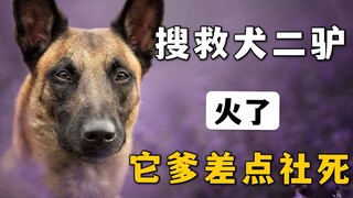 搜救犬二驴，火了，可它爹差点社死