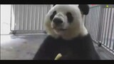 [Animals]Happy moments after the panda gets the apple