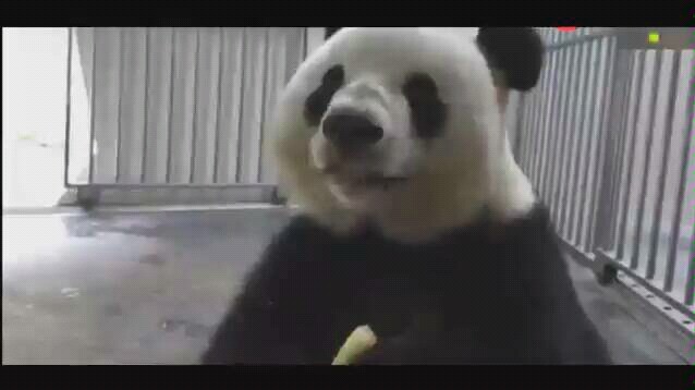 【熊猫】思嘉拿到苹果后 开心得像个小孩子一样