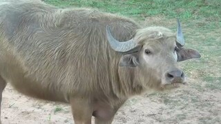 Water Buffalo VS Bull Elk