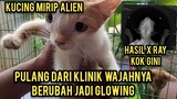 Kucing Liar Wajahnya Seperti Alien Part 4 Sudah Pulang Dari Klinik Malah Bikin Haru Semua Orang..!