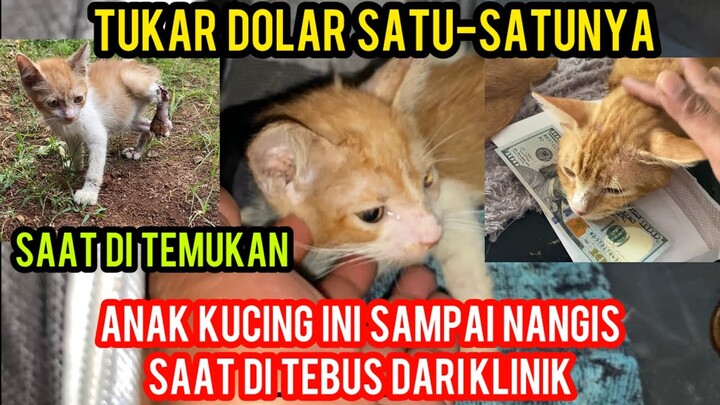 MENEBUS KUCING DI KLINIK BIAYA BENGKAK SAMPAI TUKAR DOLAR UNTUNG PUNYA SELEMBAR..!