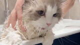 The talkative ragdoll cat took a bath and completely made the shit shoveling officer go astray. He d