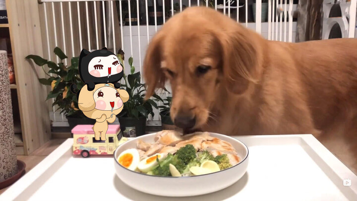 Peliharaan Lucu | Keseharian Golden Retriever yang Sedang Makan