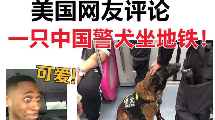 美国网友评论，一只中国警犬坐地铁！