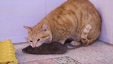 หนูตัวใหญ่มากจนแมวสองตัวกินไม่ได้