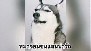 เพื่อนตัวน้อย สัตว์เลี้ยงแสนซน : หมาจอมซนแสนน่ารัก