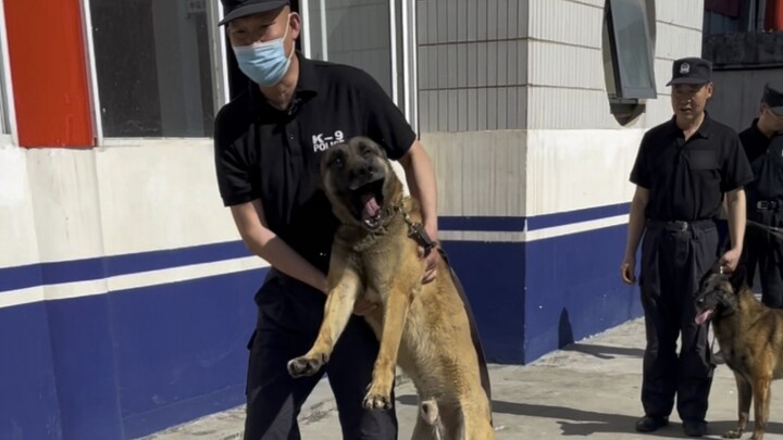 Peter, a tall man from the police dog team, is a "tough guy" at work, but he turns into a "coward" w