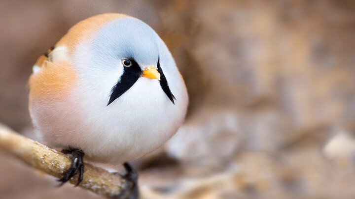 Bearded reedling: Aku bukan Buriburi Zaemon!