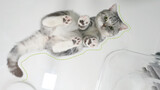 Tempat tidur kucing transparan dan tinggi DIY, kucing: Aku mengapung!