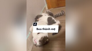 Người đàn ông bất đắc dĩ làm mẹ mèo cat HopMatNgayTet kitten foryou