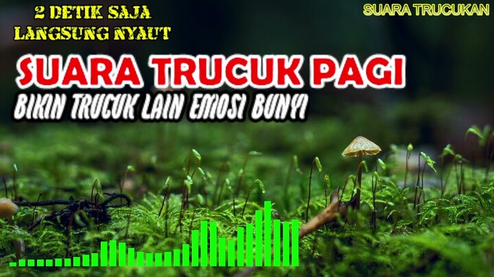 Suara Keras Trucukan Pagi Hari Bikin Trucuk Lain Emosi auto Bunyi Gacor