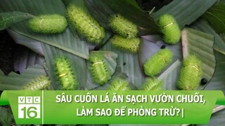 Sâu cuốn lá ăn sạch vườn chuối, làm sao để phòng trừ? | VTC16