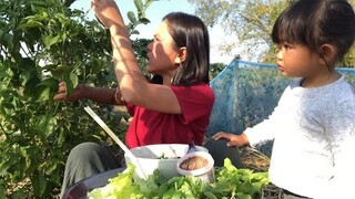 ก๋วยเตี๋ยวพริกกะปิผักสดๆจ้า มื้อนี้พิเศษกินใต้ต้นพริกเลย | แม่ชบา พาแซ่บบ