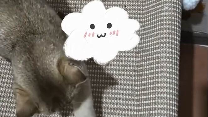 【Kitten's reply】