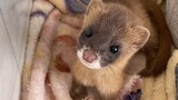Video of Rescued Siberian weasel