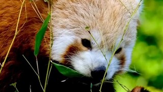 Red Panda (Ailurus fulgens)