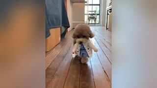 Cute Love pet thucung poodle cute dog