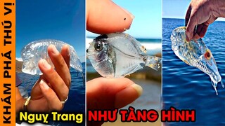 🔥 15 Loài Động Vật Trong Suốt Siêu Kỳ Lạ Và Hiếm Có Nhất Thế Giới Bạn Không Tin Chúng Tồn Tại | KPTV