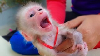 Sharply Cry!! Tiny handsome boy Luca crying loudly refuse Mom to play with pacifier after milked