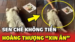 Chú mèo hành nghề XIN ĂN khi bị nói "KHÔNG BIẾT KIẾM TIỀN" 😂 | Yêu Lu