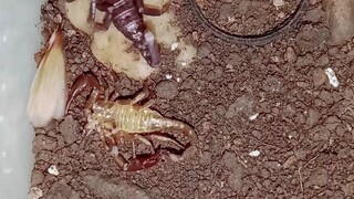 longi scorpion