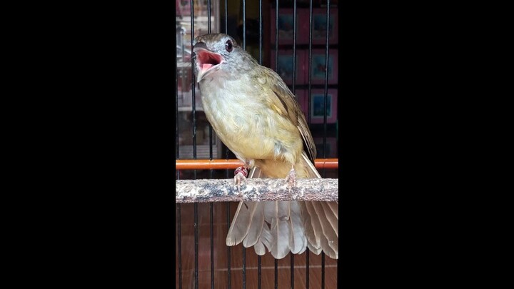 SUARA BURUNG : Kapas Tembak Gacor Suara Mewah