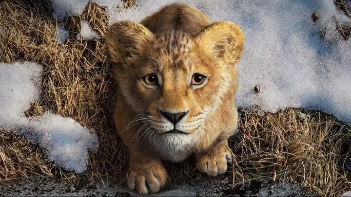 Mufasa Król Lew Ogladaj Teraz