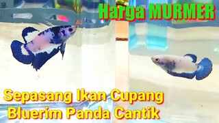 Ikan Cupang Bluerim Panda Cantik Dijual Murah