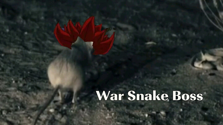 【Life】Savage rat battles the great snake